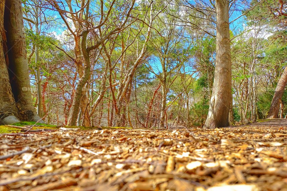 Through beautiful tall trees.