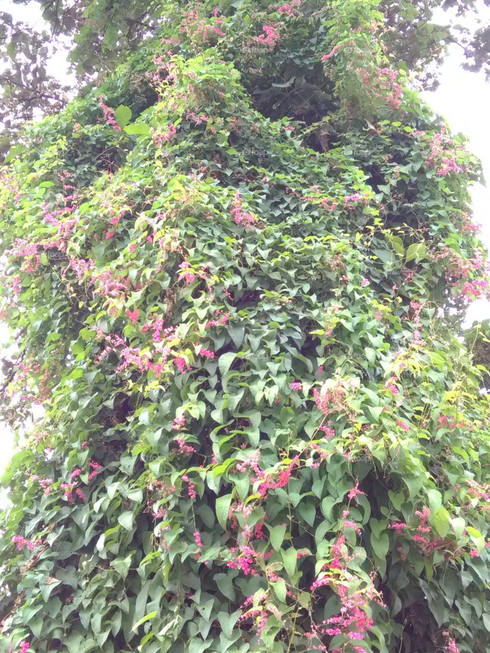 The very beautiful pink color bunch appears in the beginning of the spring season. Such salty plants make the entire pyramid.