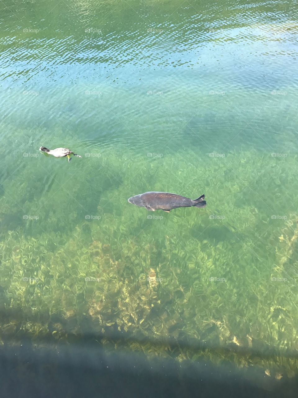 Fish and duck, two friends