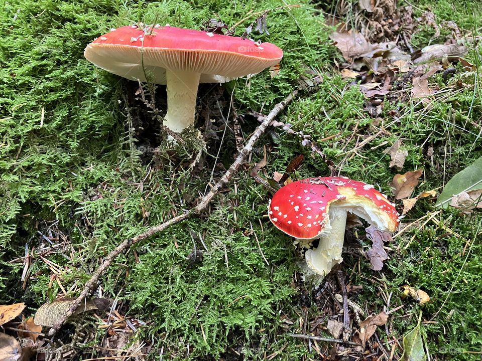 Magic Mushrooms … Spotted  whilst walking through Hamsterley Forest today … I wonder who took a bite ?🍄