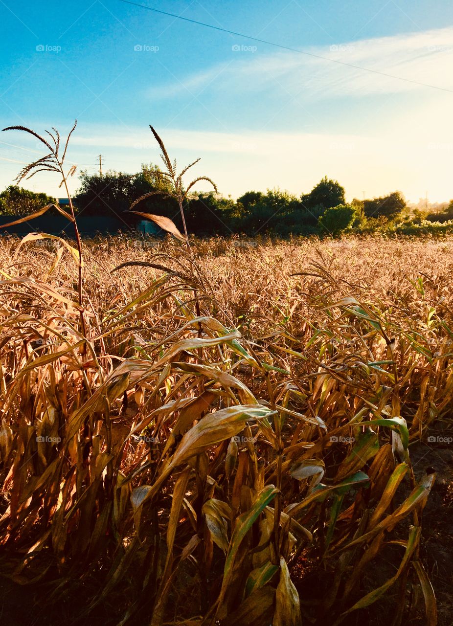 End of the season corn field in Portugal 