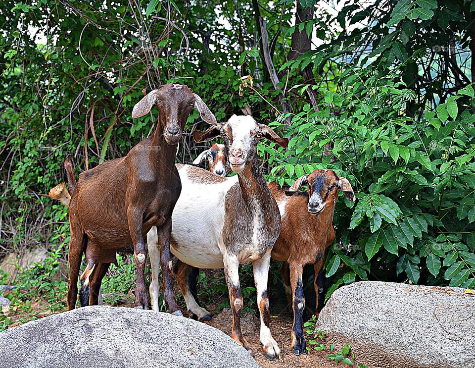 Cities and countrysides - Foap Missions - Four goats posing for a photo before continuing on to new grazing pastures