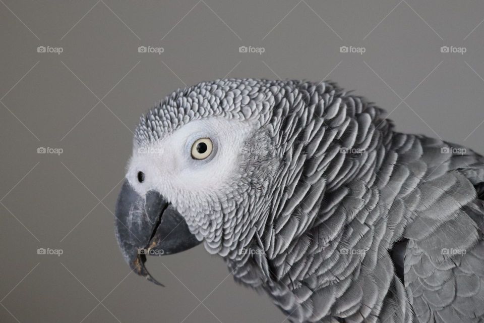 Eye of the grey african parrot