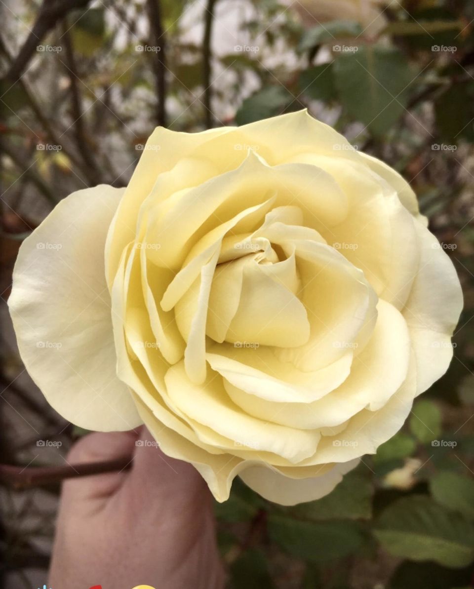 🌹 🇺🇸 Very beautiful flowers to brighten our day.  Live nature and its beauty. Did you like the delicate petals? / 🇧🇷 Flores muito bonitas para alegrar nosso dia. Viva a natureza e sua beleza. Gostaram das pétalas delicadas? 
