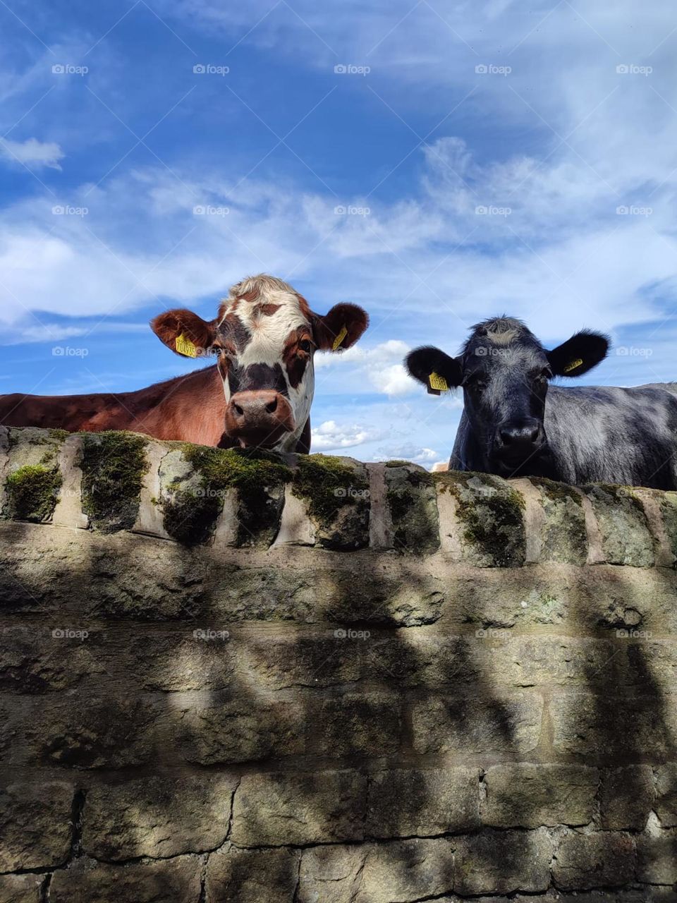 Cows peeping over the wall