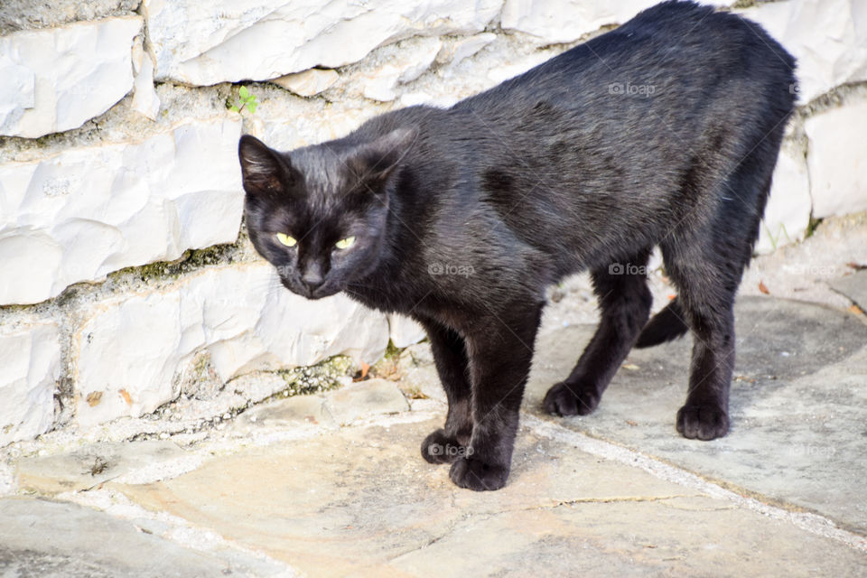 Black Cat In The Yard