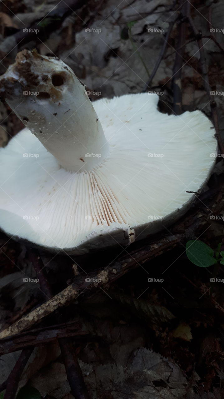 Rassula cyanoxantha - zelena krasnica