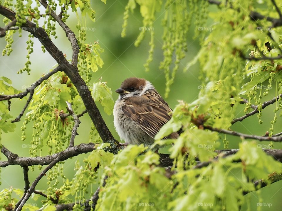 Little sparrow