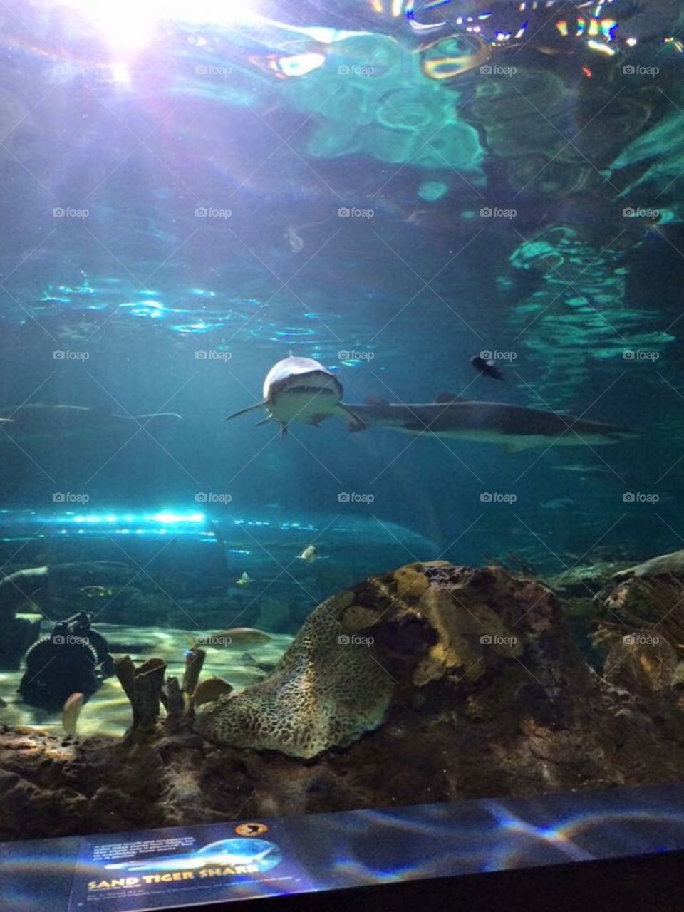 Sharks and fish at Ripley's Aquarium