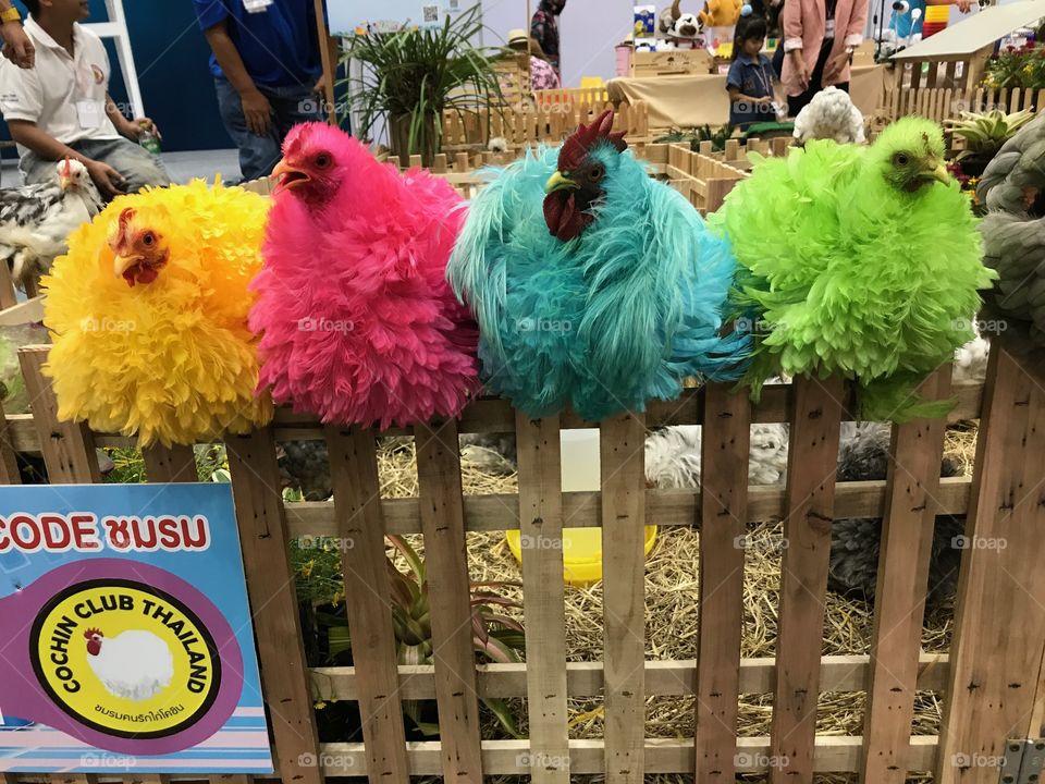 Colorful chickens