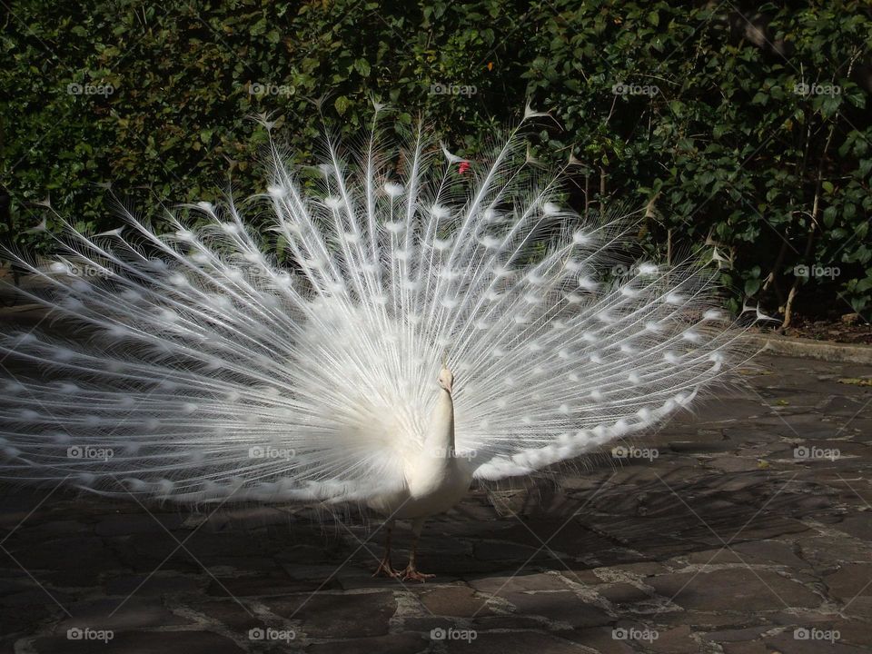 Peacock