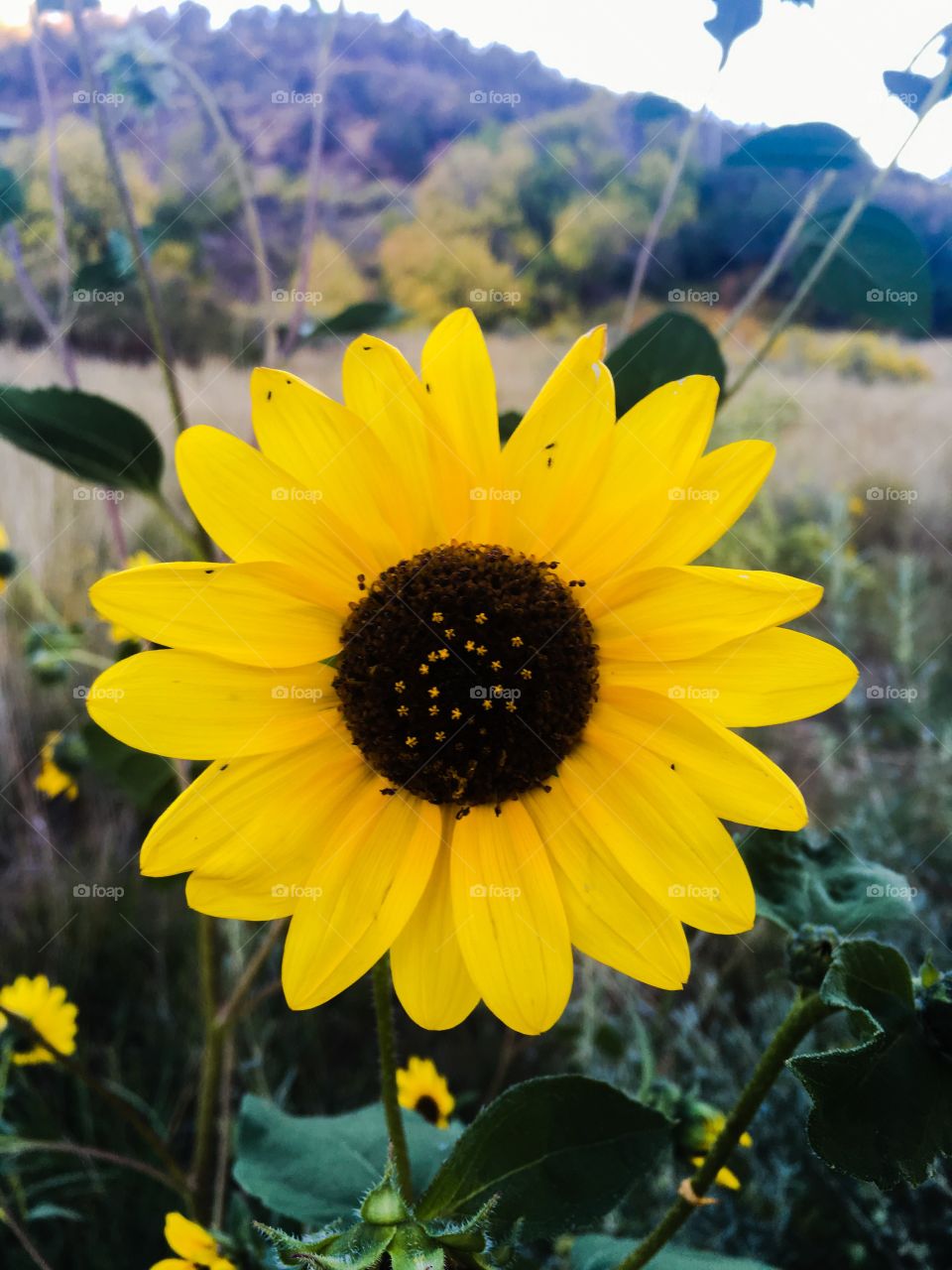 Close-up of sunflower