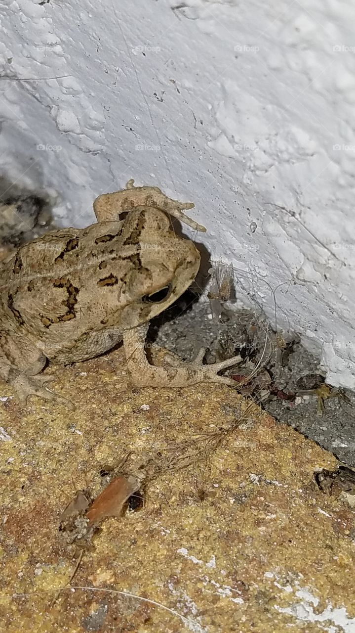 KERP AWAY FROM ANIMALS