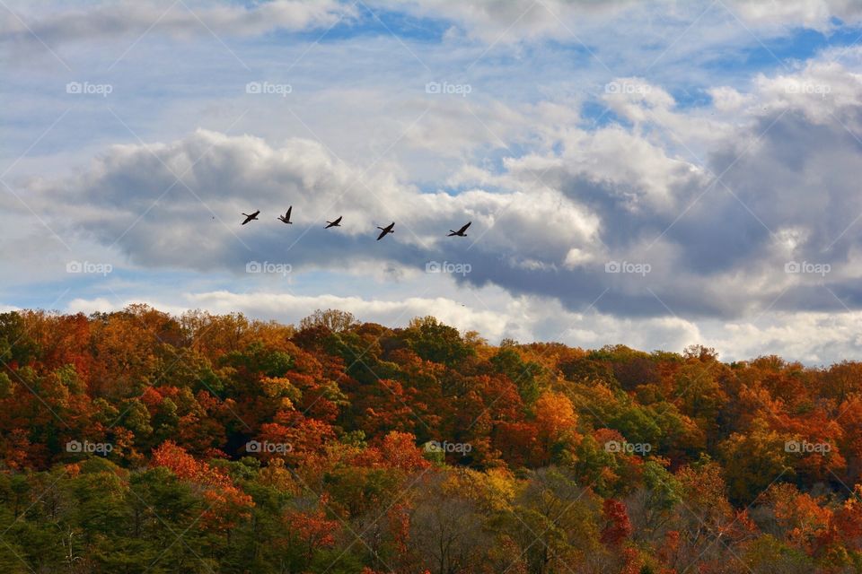 Autumn Sky with Geese