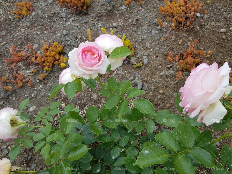 Pink rose natural