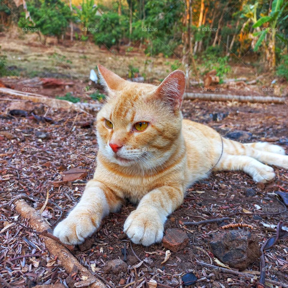 A male orange cat relaxing
