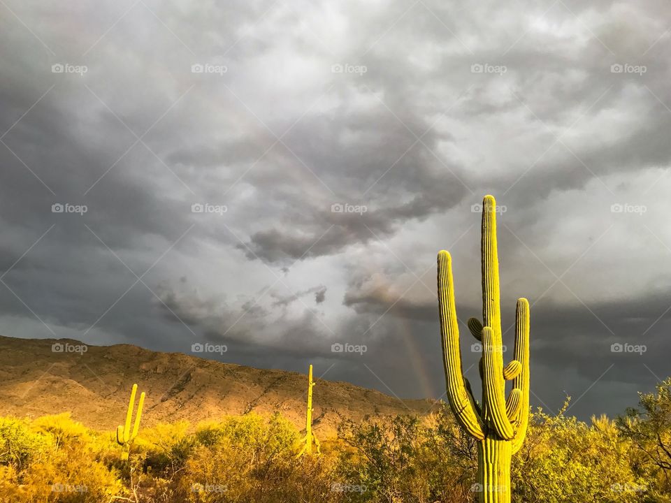 Desert Landscape 