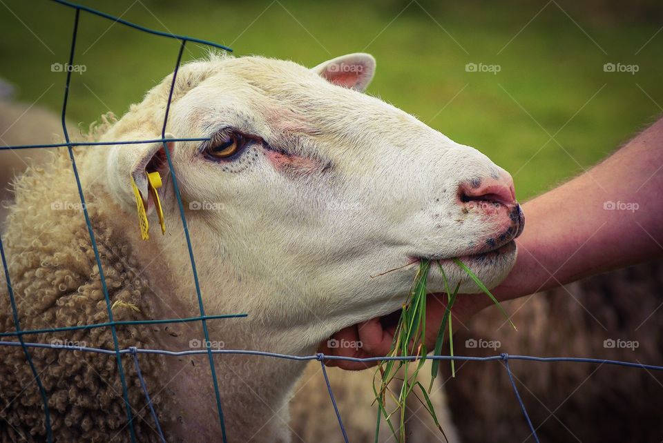 Sheep. Sheep eating grass and be patted