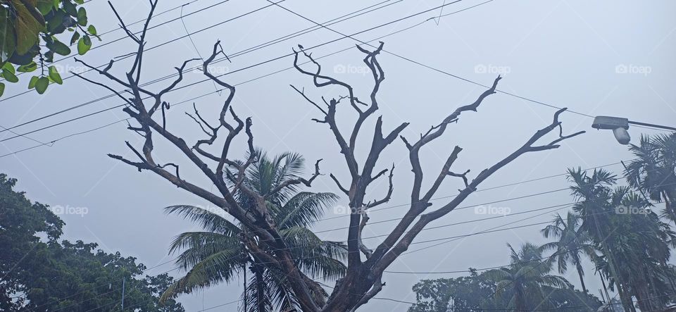 Dead tree in rain
