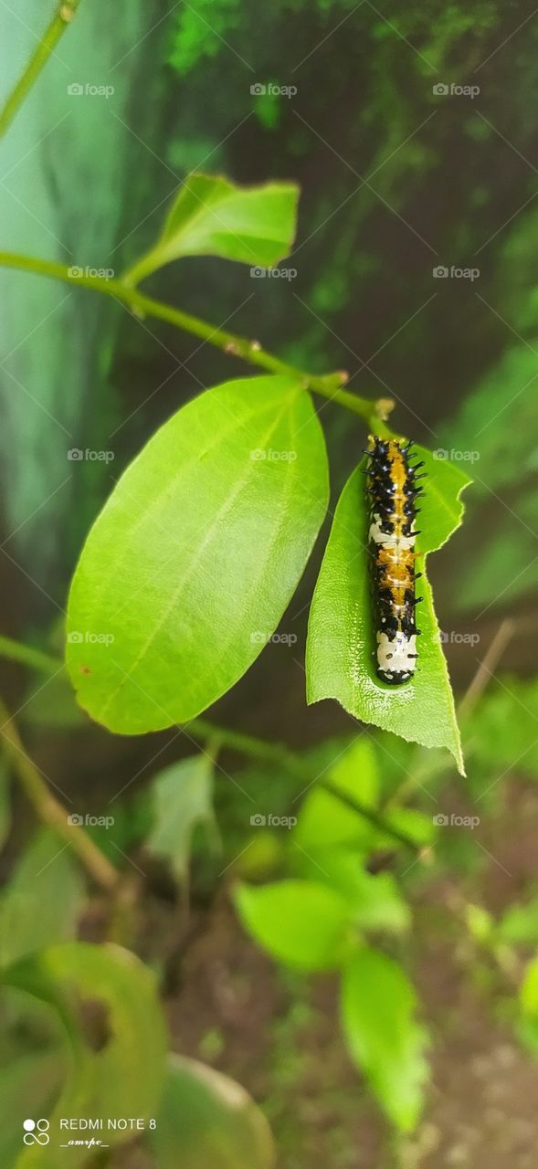 Who ate all of my Cinnamon leaves sweety? Bet it wasn't you 🌝...or was it?