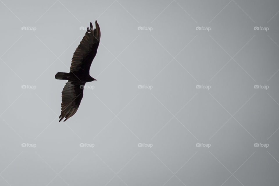 Eagle on North Manitou Island, Michigan