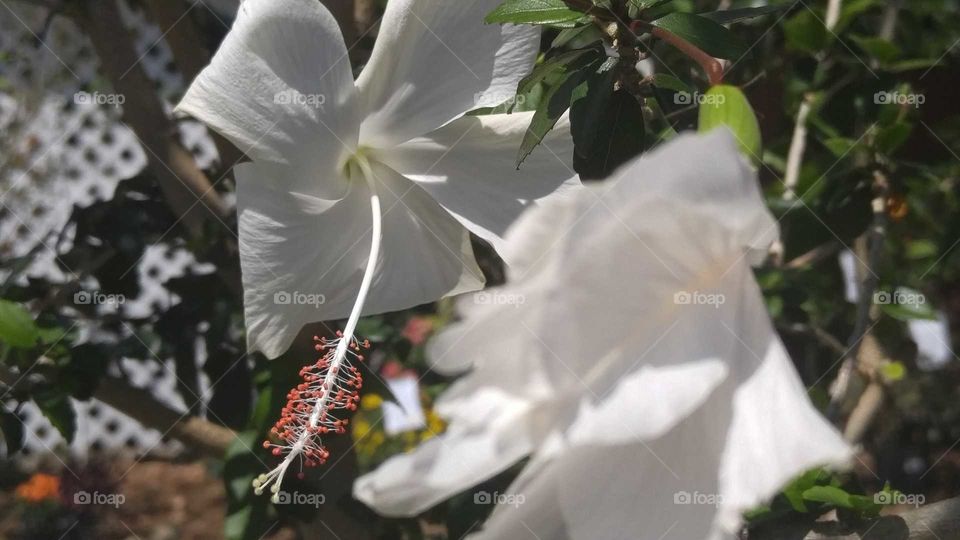 Two white hibiscus flowers with bright orange on the ends with one blurred in fron of the other more defined flower.