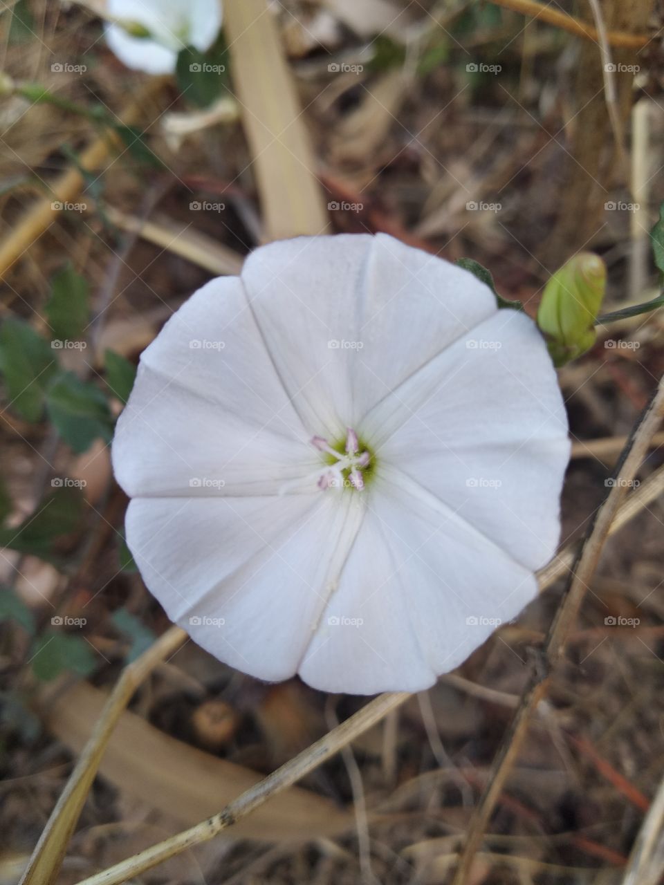 White Flower