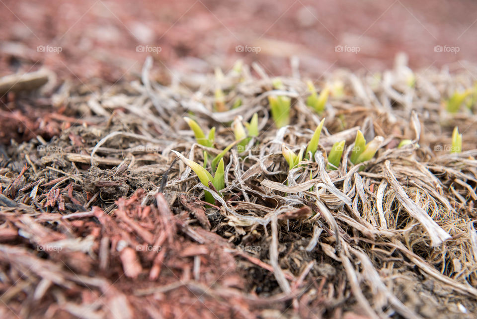 Green plant buds sprouting from the ground in spring