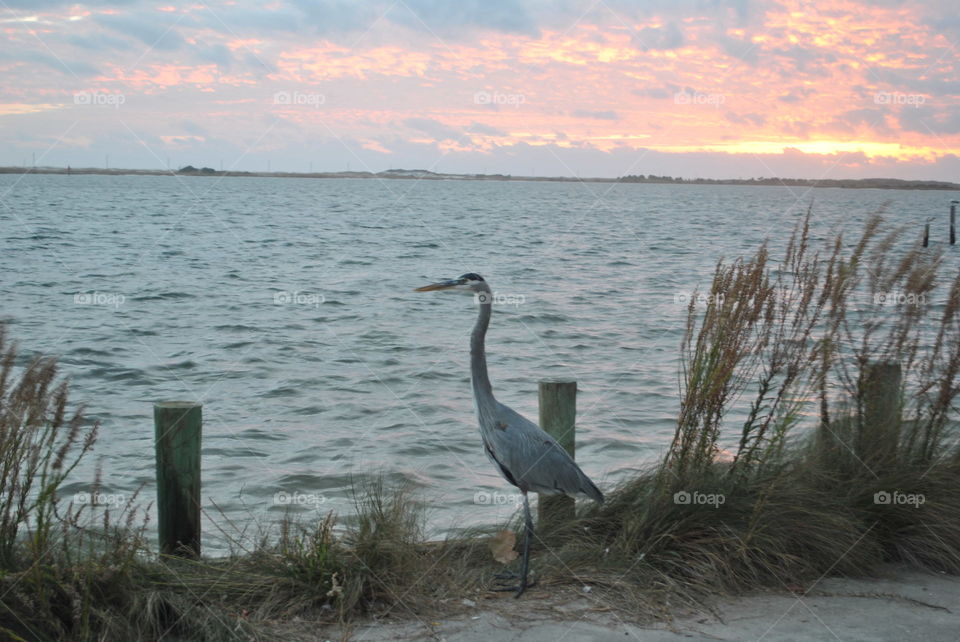 A heron at the pier at sunset