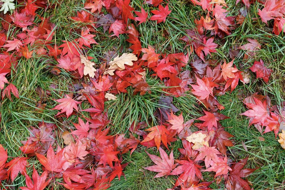 Lots of red maple leaves lying in the green grass at fall 