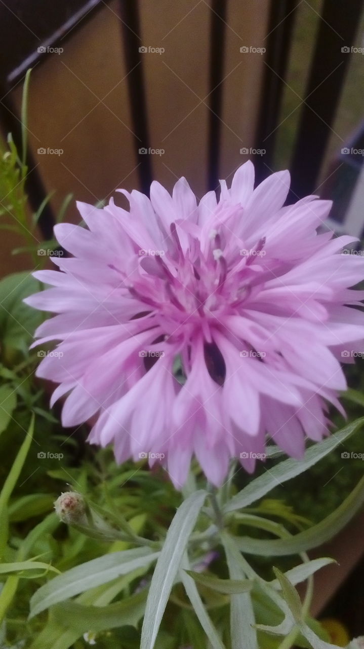 nice violet color flower.
