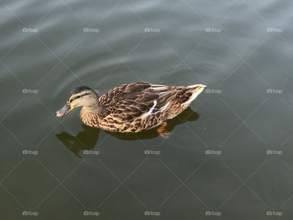 Duck in the water