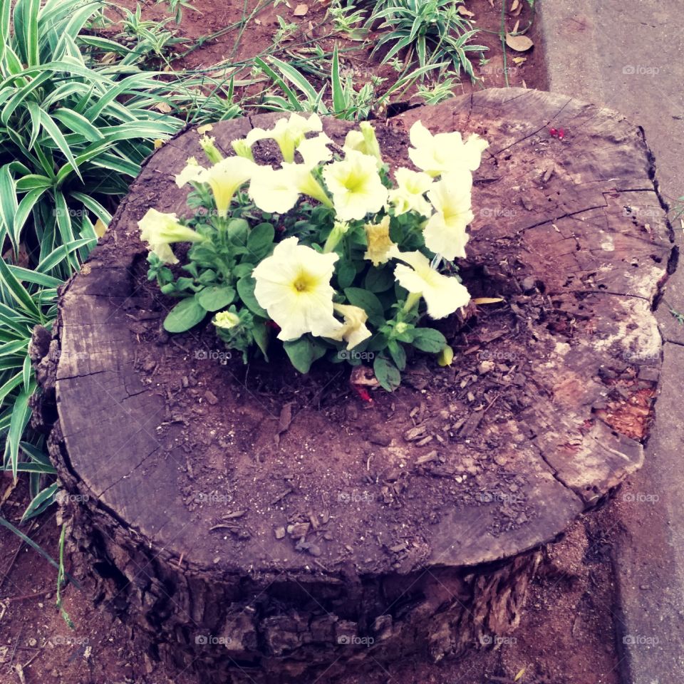 Flower on a tree stump