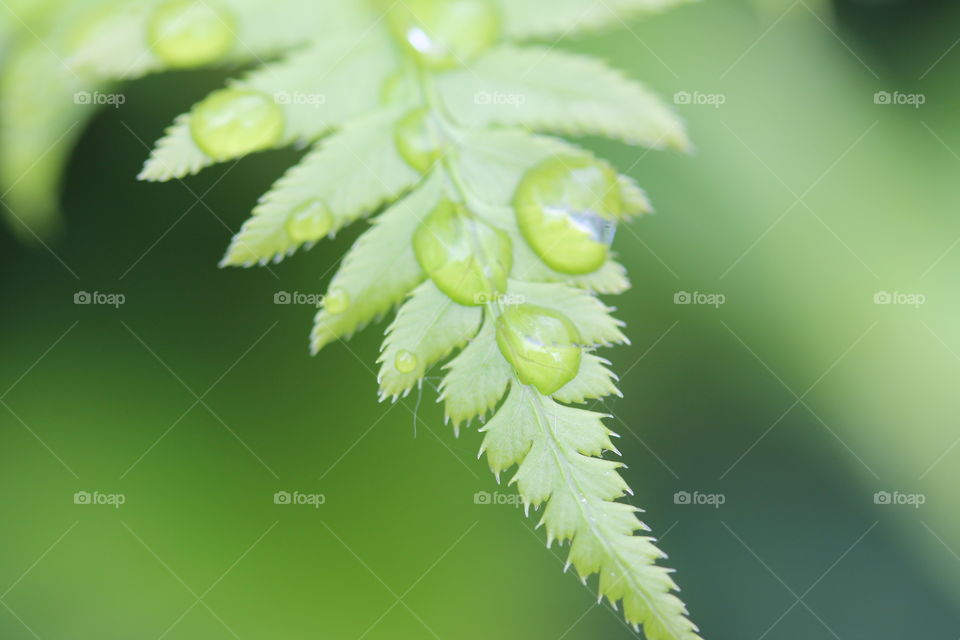 fern