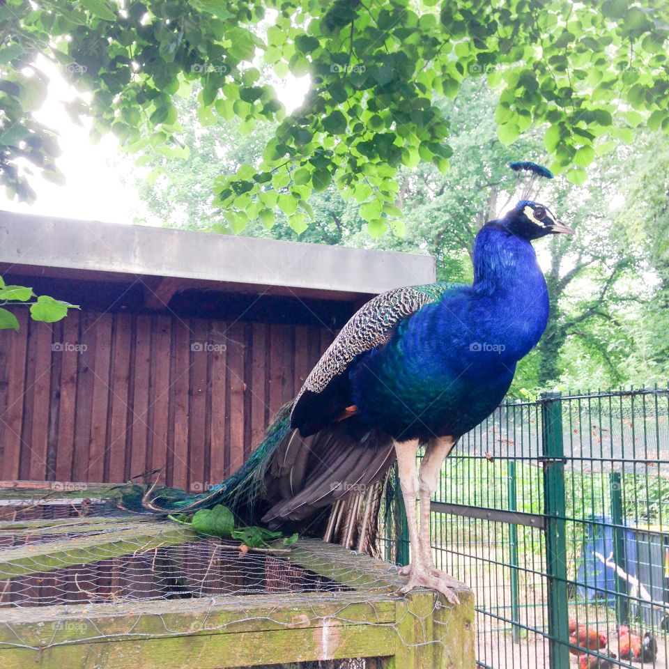 peacock on pfaueninsel berlin