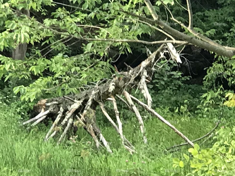 Dead tree looks like a prehistoric horse