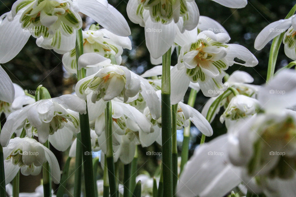 Snowdrops