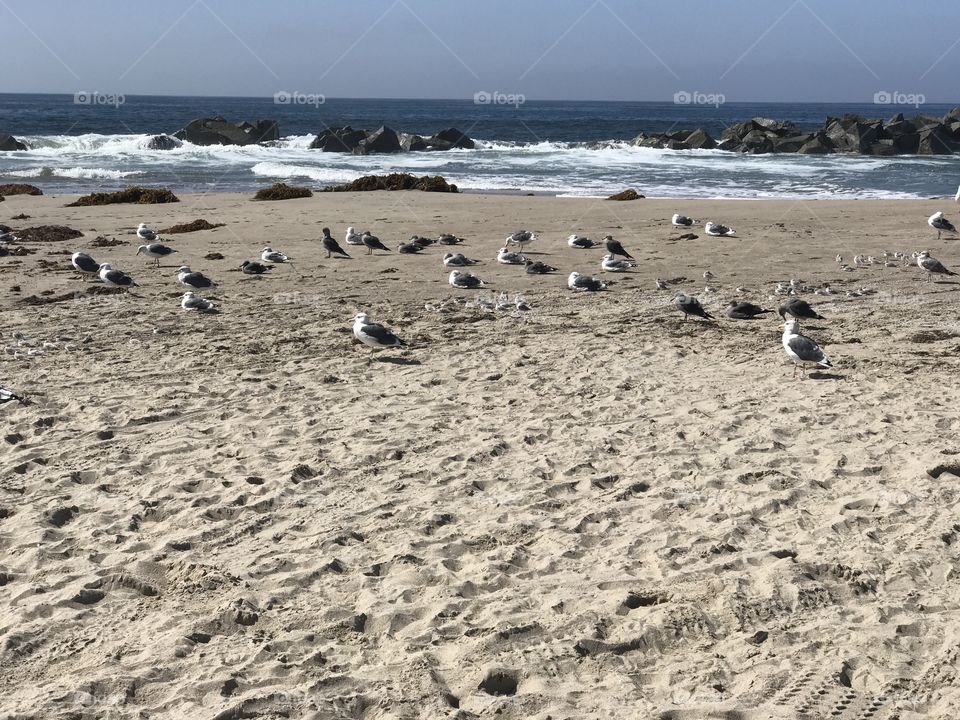 Flock of birds on a beach