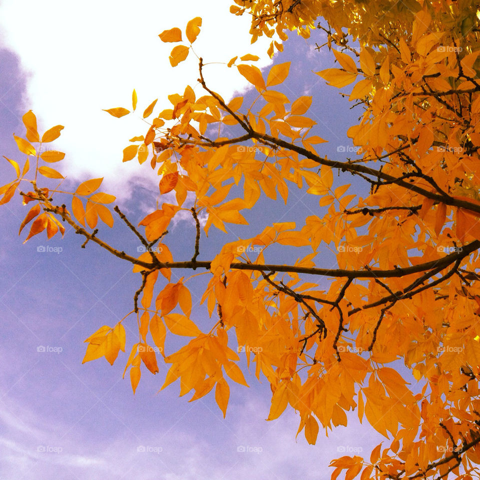 sky color orange leaves by stephyrella