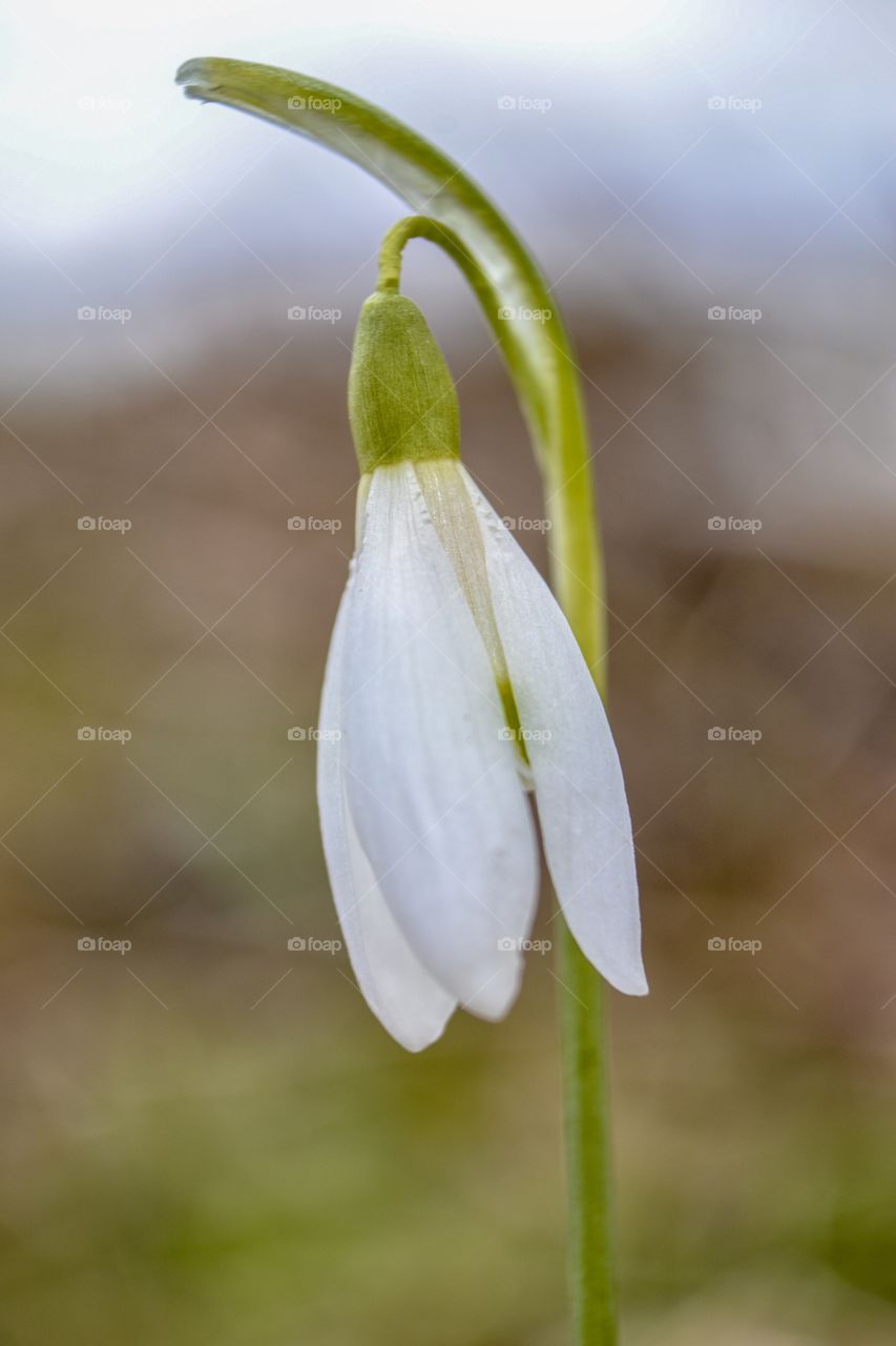 Snowdrop