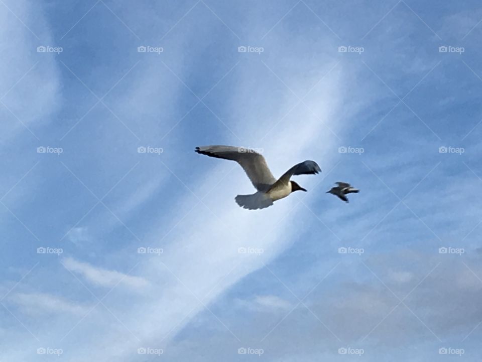 Seagull