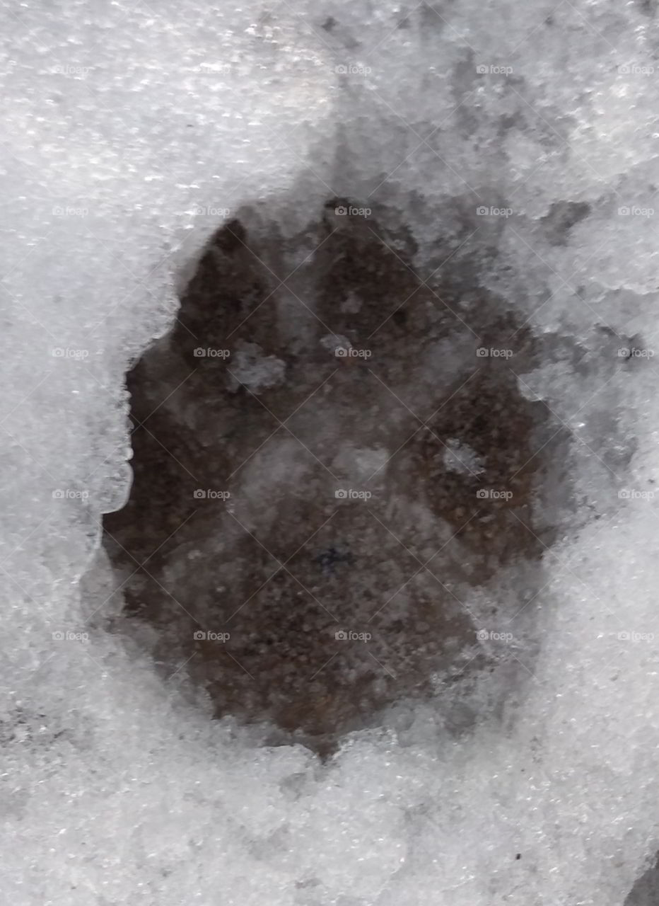massive paw print in the snow. From a beautiful fur baby!! Everyone loves fur babies 💙 #Pawsforthecause
