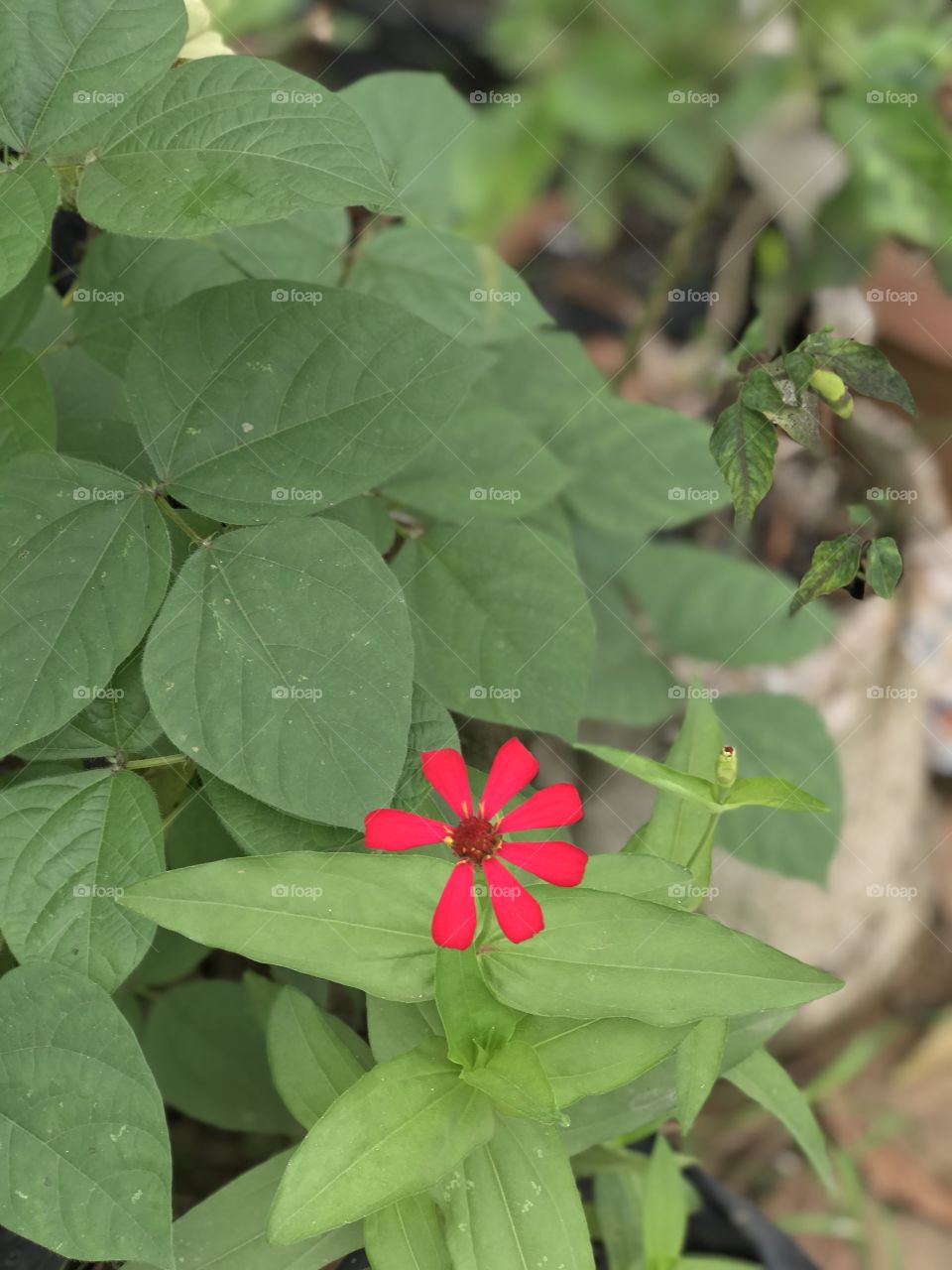 small red flower