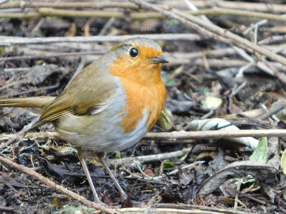 Robin redbreast close up, beautiful