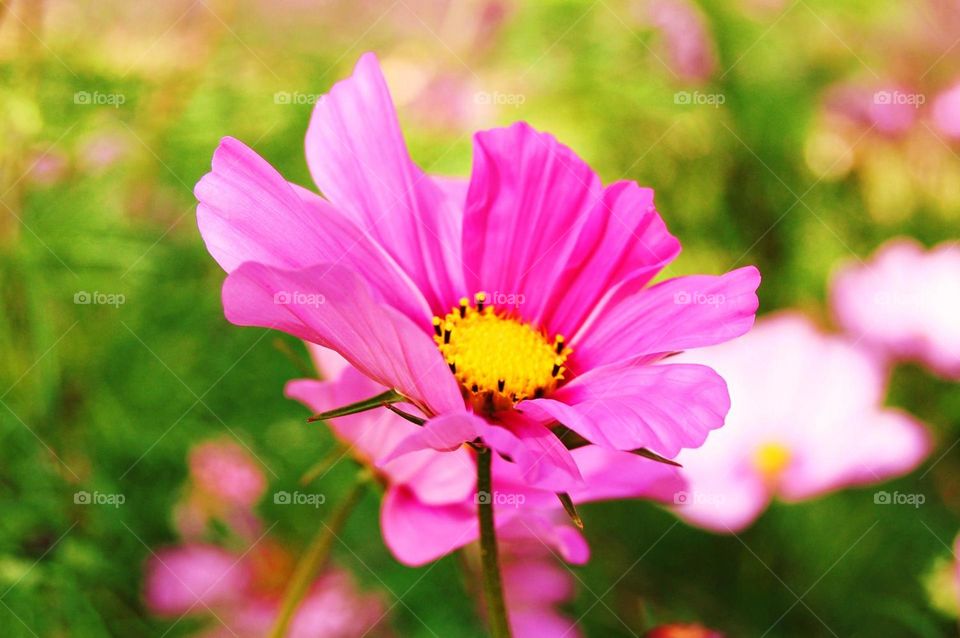 Overhead view of a flower