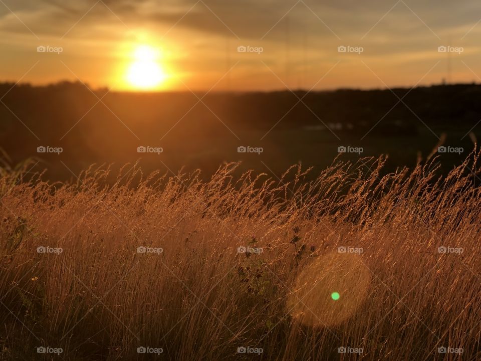 The sun setting with reed swaying in the wind on elevated land. It is the very brightest orange part of the sunset.