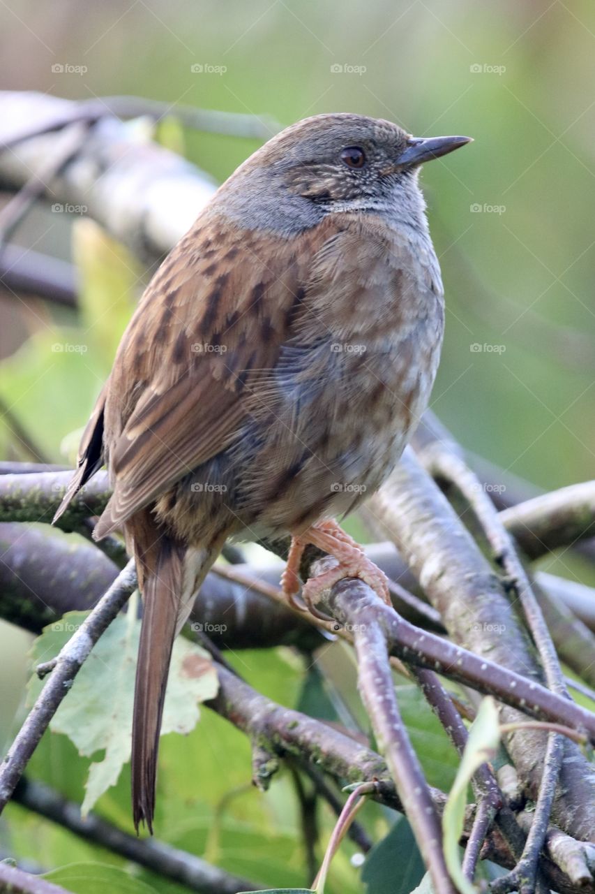Dunnock
