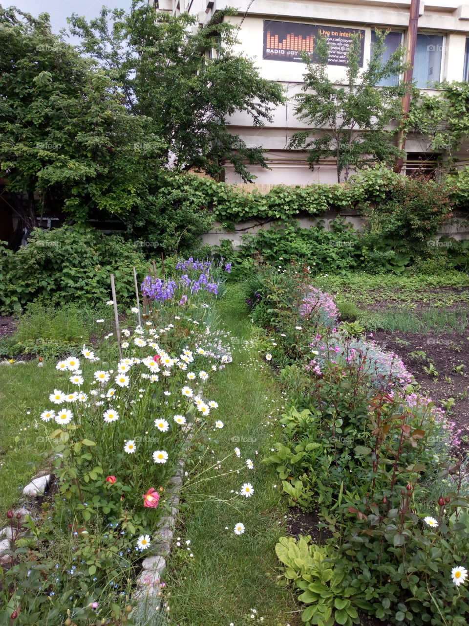 flowers, green,grass