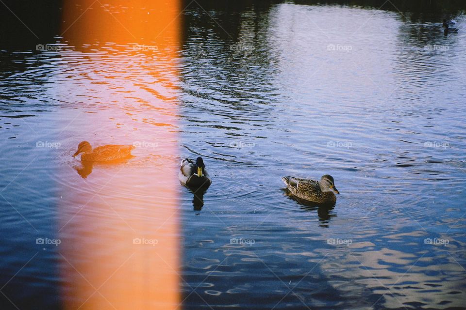 Ducks on the lake