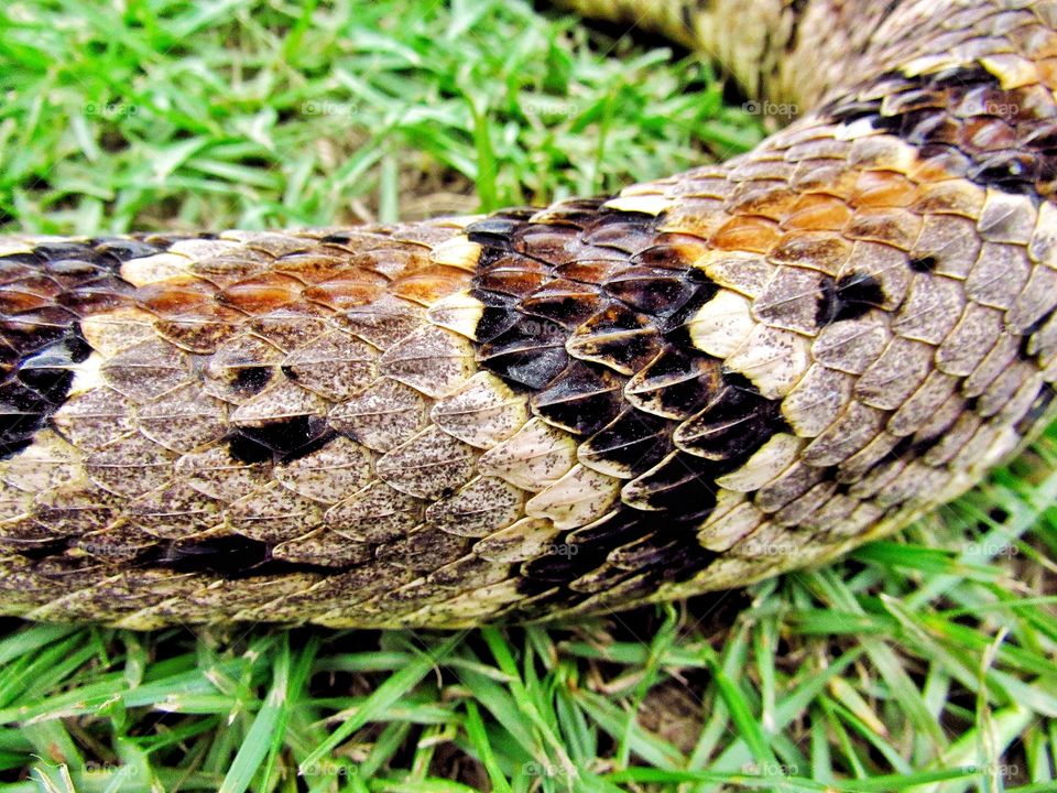 close up body of rattlesnake in grass